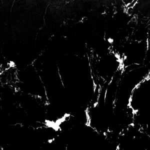 Dragon-White-570x570